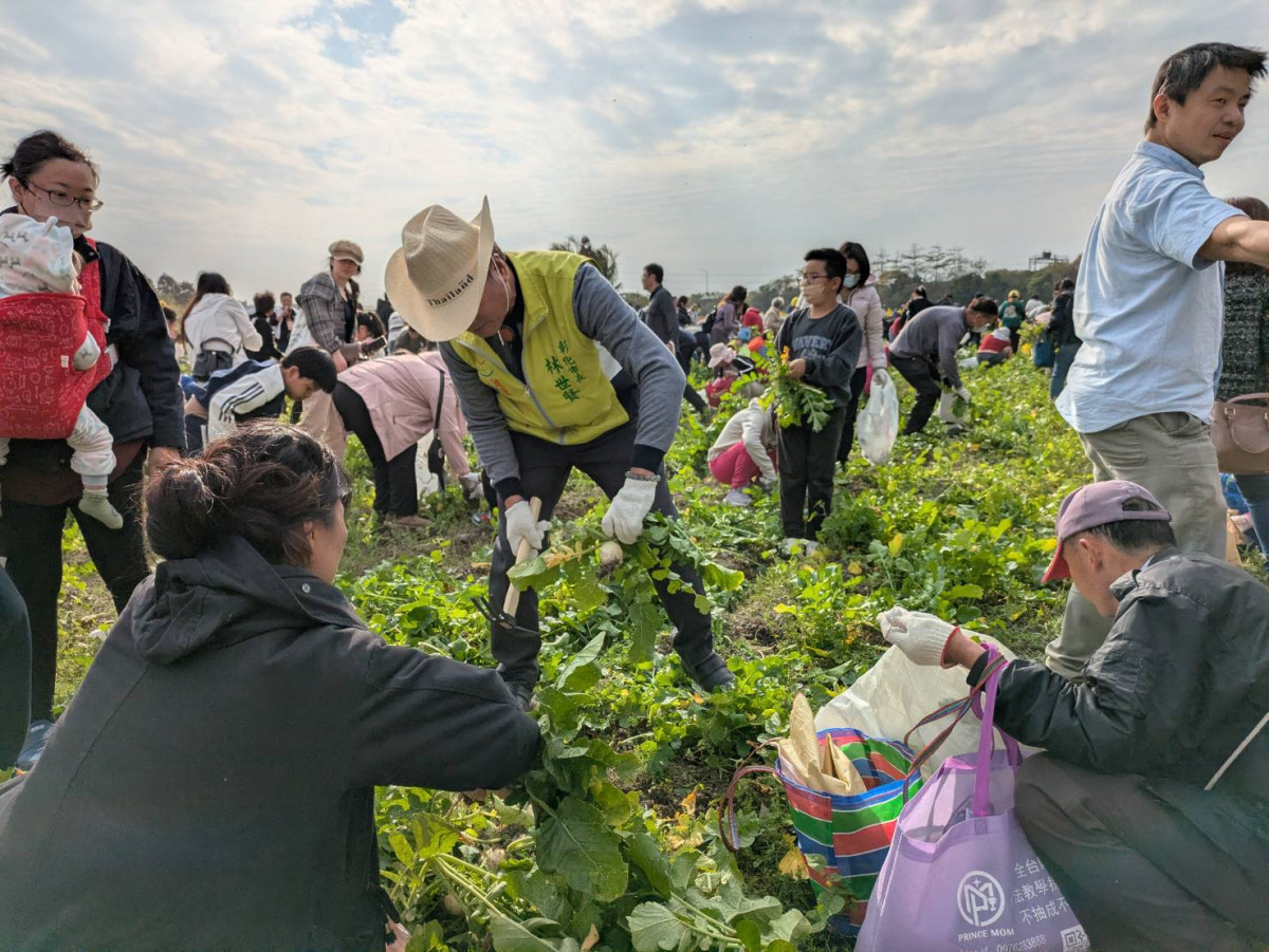 農田內準備約4,000顆蘿蔔,讓民眾親手採收、感受收穫樂趣。圖/彰化市公所提供