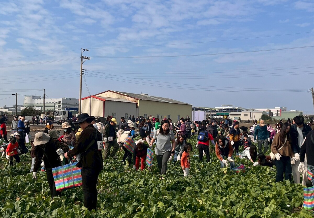 ▲台中梧棲「57蘿蔔日」民眾拔蘿蔔現場。(圖/中市府提供)