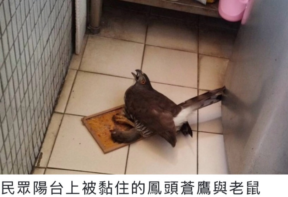 保育類鳳頭蒼鷹誤觸黏鼠板 新北動保處火速馳援 239 248260117a01