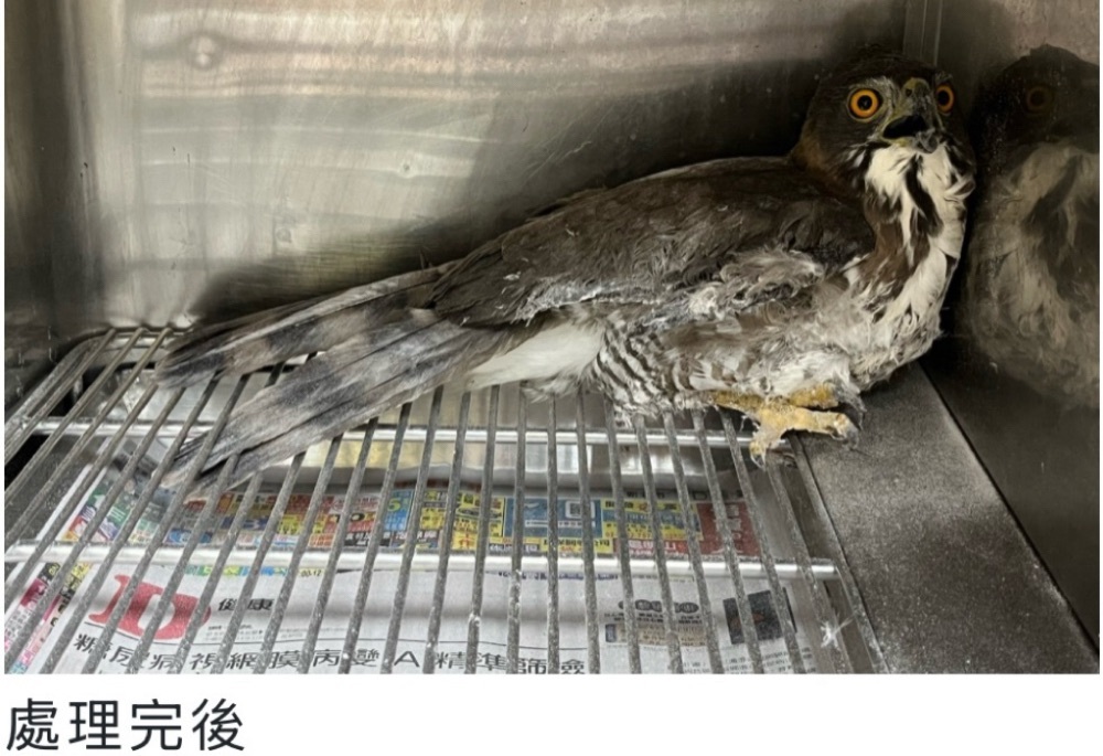 保育類鳳頭蒼鷹誤觸黏鼠板 新北動保處火速馳援 240 248260117a02