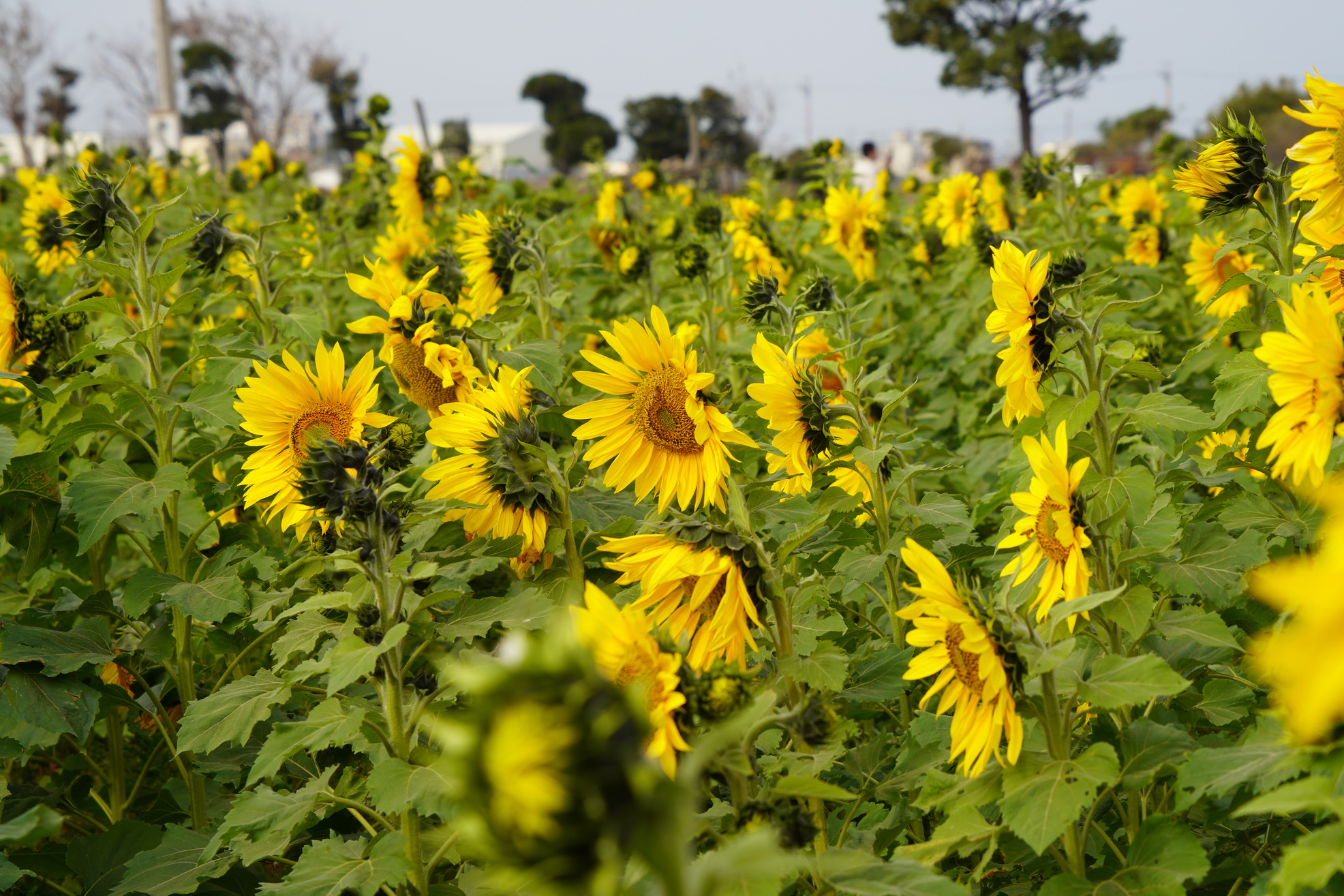 （有影片）／鹿港花海登場！七公頃繽紛波斯菊、向日葵邀你拍美照 - https://www.watchmedia01.com