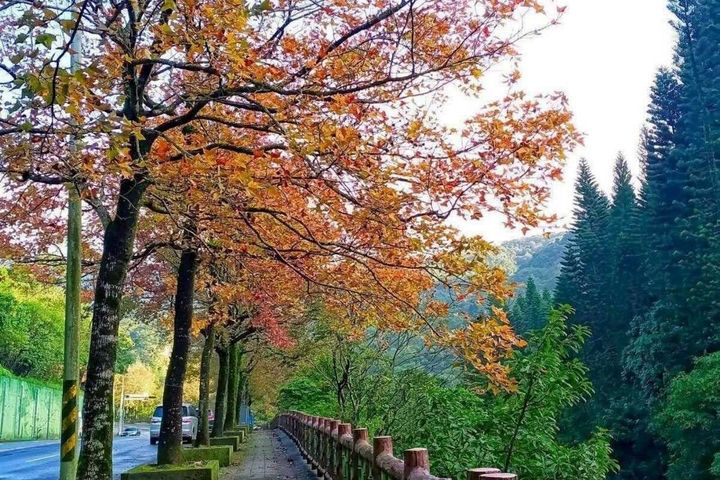 楓葉紅了!台北市賞楓熱點報給你