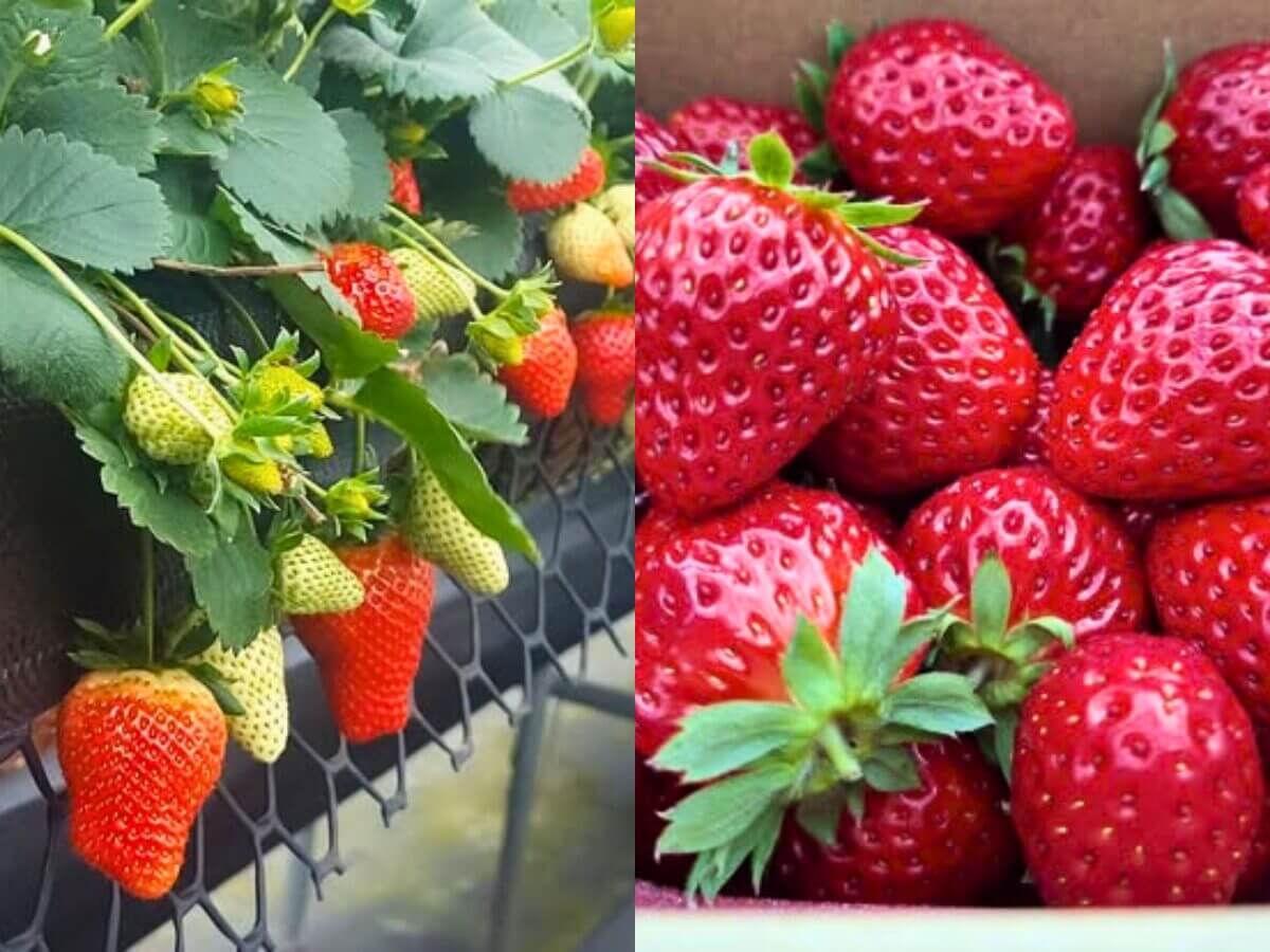 全台草莓園懶人包|草莓控集合!7大夢幻草莓園採果+甜點一次吃透透