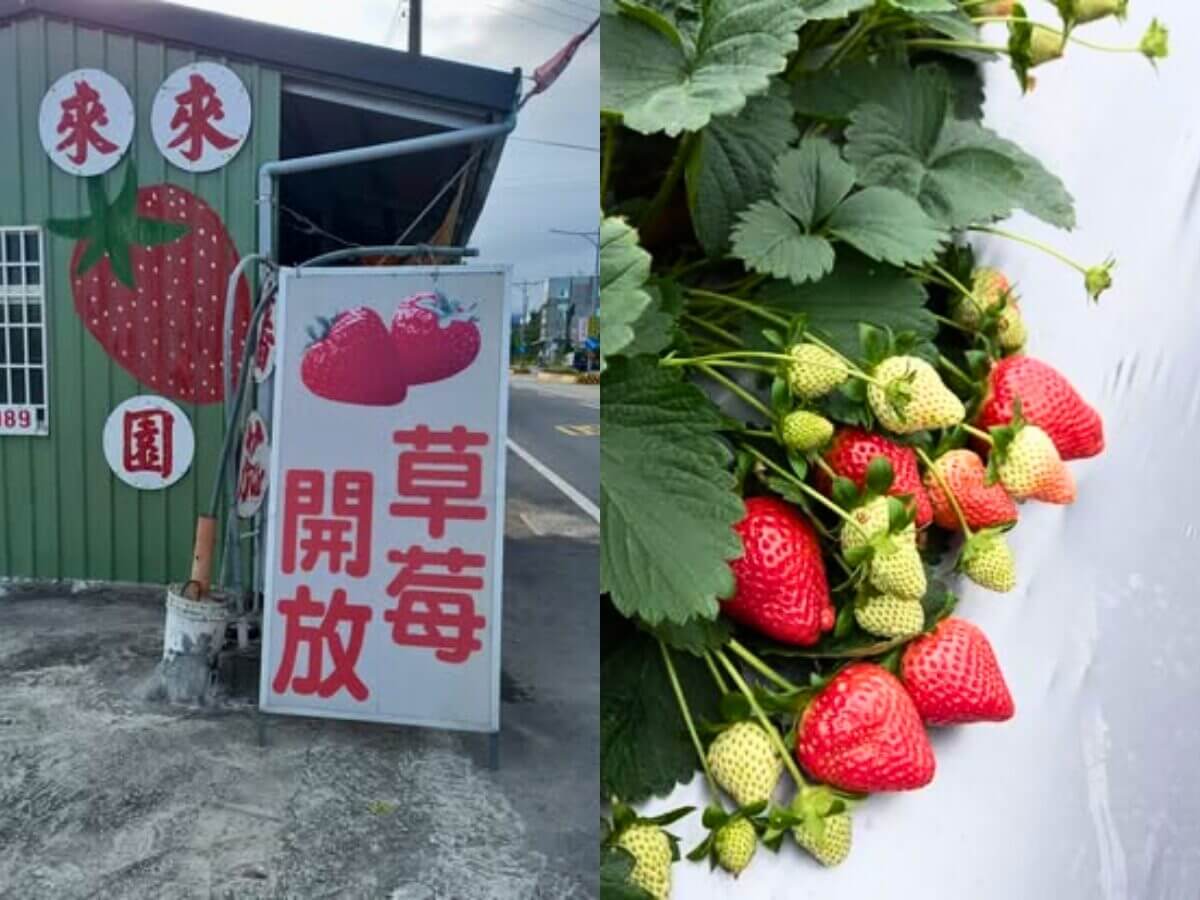 全台草莓園懶人包|草莓控集合!7大夢幻草莓園採果+甜點一次吃透透