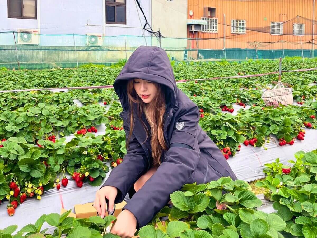 全台草莓園懶人包|草莓控集合!7大夢幻草莓園採果+甜點一次吃透透