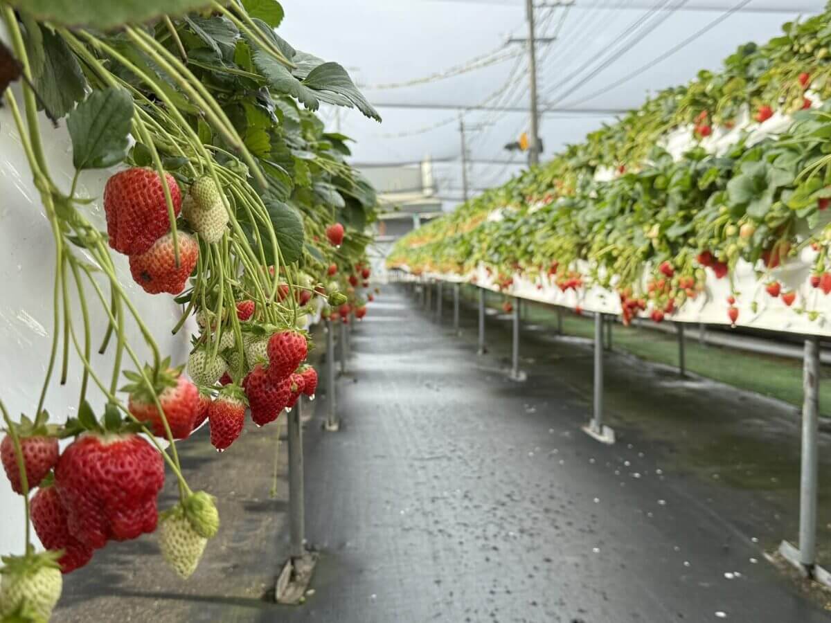 全台草莓園懶人包|草莓控集合!7大夢幻草莓園採果+甜點一次吃透透