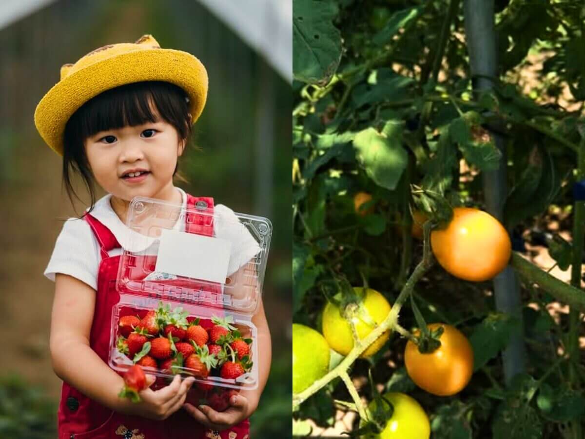 全台草莓園懶人包|草莓控集合!7大夢幻草莓園採果+甜點一次吃透透