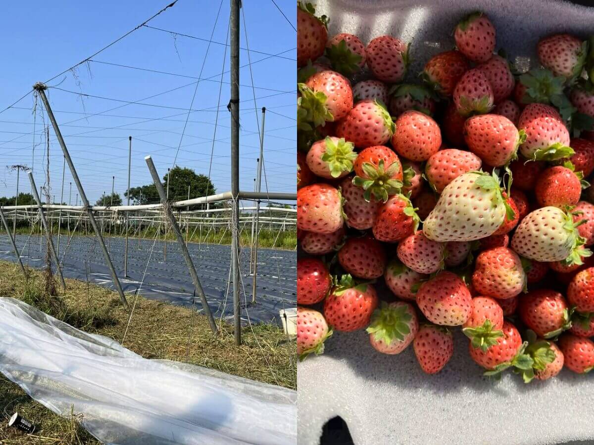 全台草莓園懶人包|草莓控集合!7大夢幻草莓園採果+甜點一次吃透透