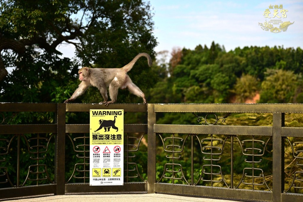 影/警示牌是真的!猴子闖入松柏嶺受天宮突襲供桌 香蕉全拿走躲柱上爽吃