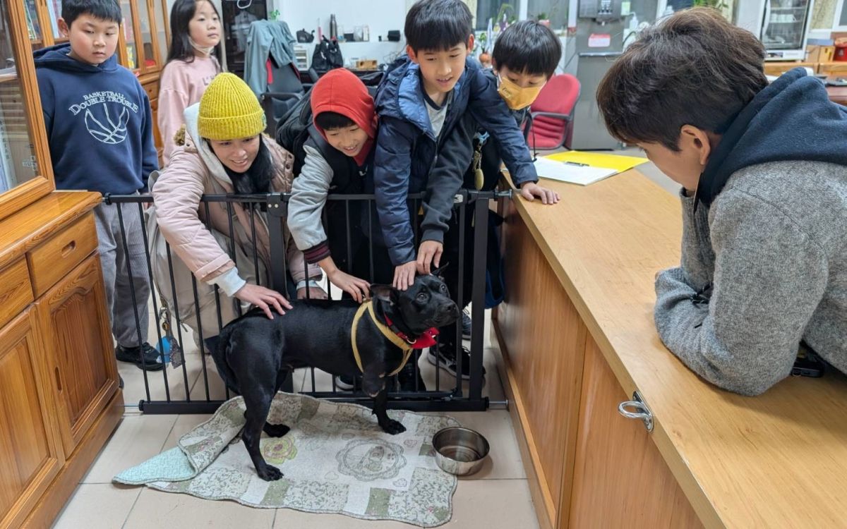 圖/校犬安生飼養在校長室,平時小朋友會輪流來和校犬做互動。(新北市政府動保處提供)