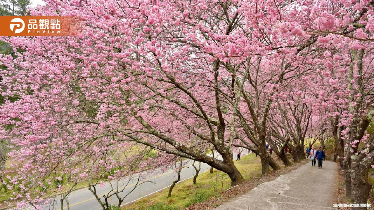春節賞櫻潮來襲！北市平菁街交管啟動 武陵農場推限量聯票