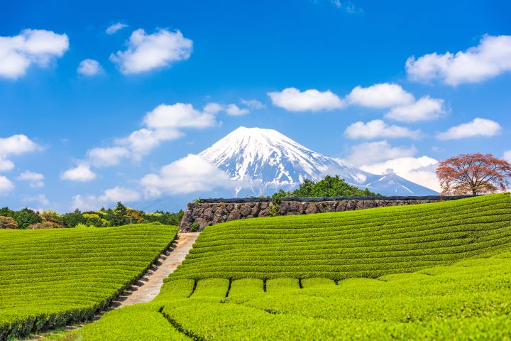 2025年前往日本的台灣旅客人數突破676萬再創新高。 圖:shutterstock/來源