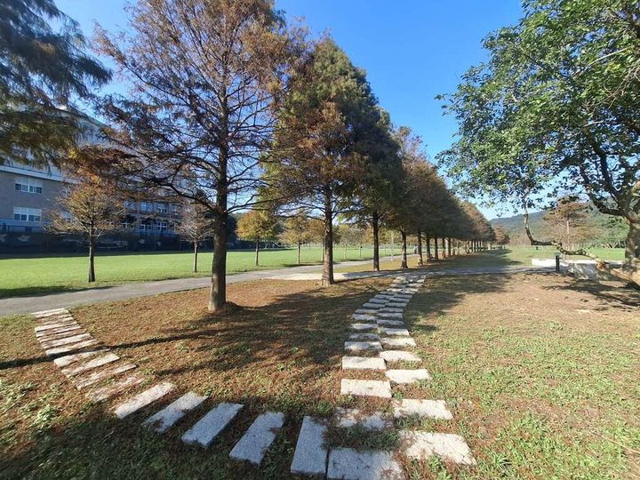 季節限定！療癒系舒心美景 新北貢寮環保公園、雙溪牡丹落羽松林浪漫登場