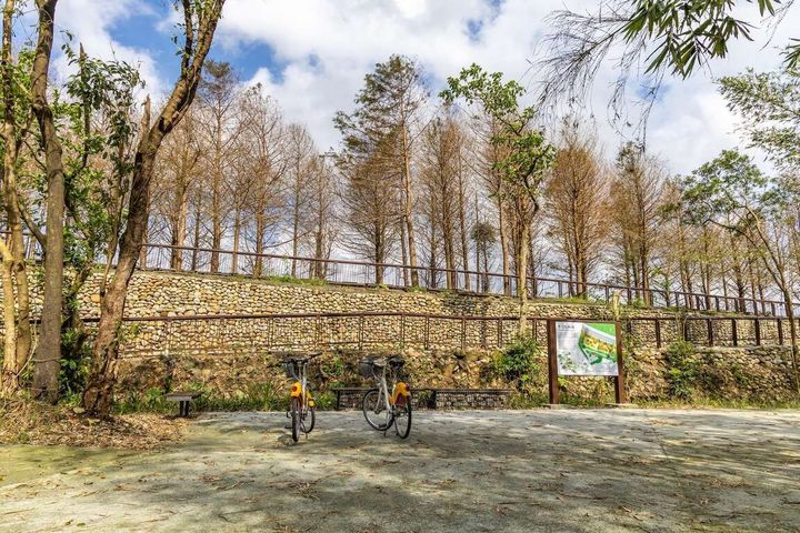 季節限定！療癒系舒心美景 新北貢寮環保公園、雙溪牡丹落羽松林浪漫登場
