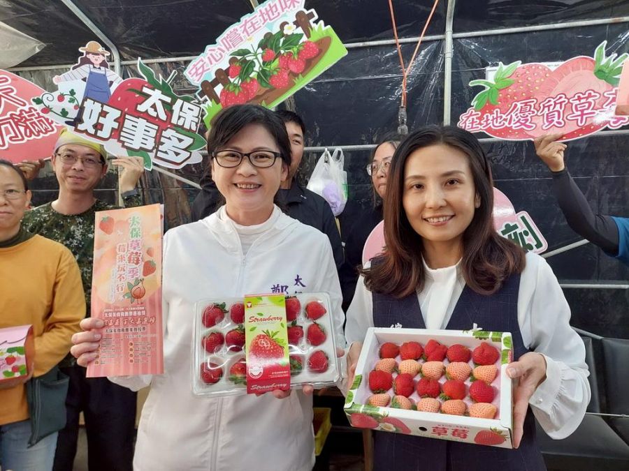太保市公所攜手農會 推出草莓季正式開跑