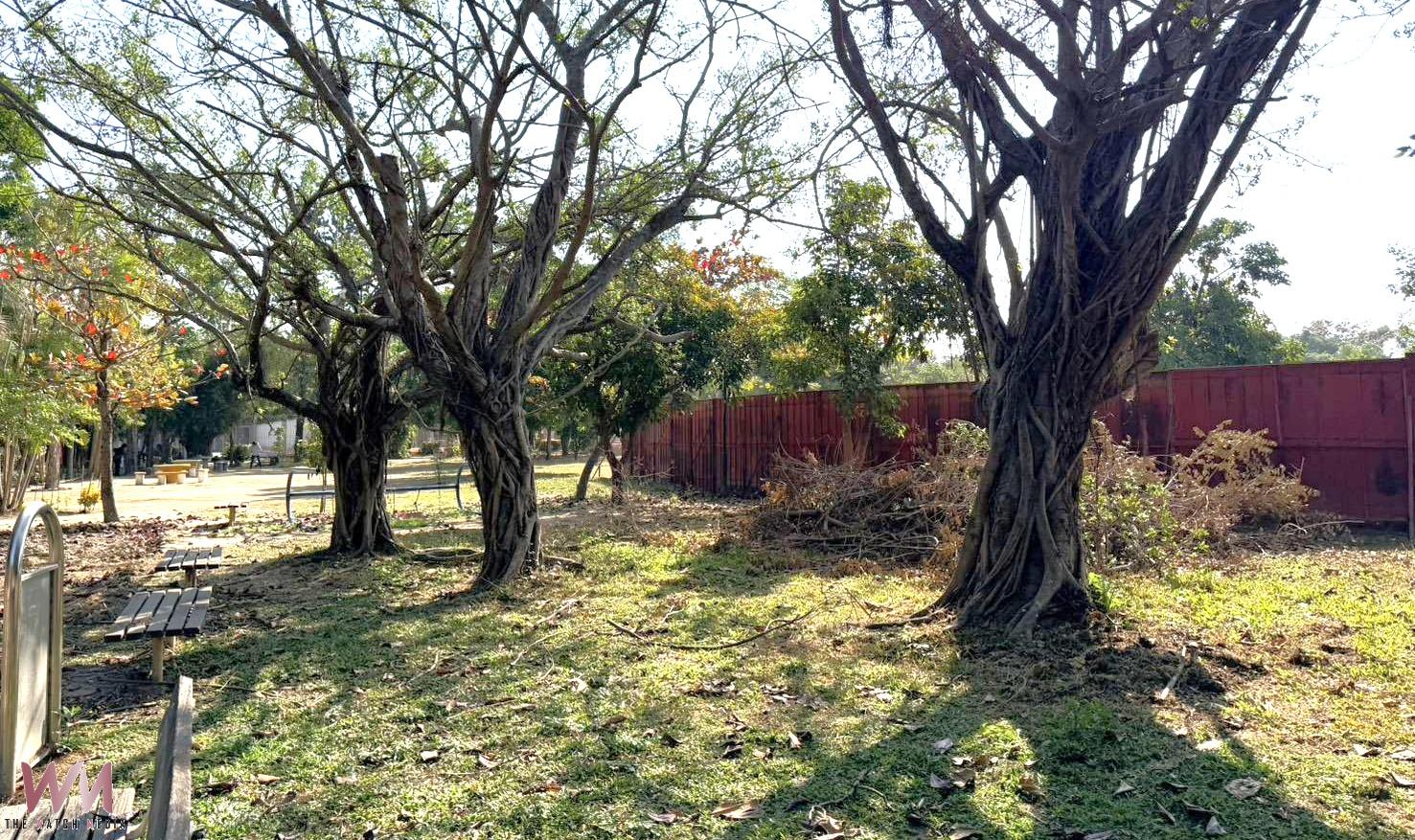 （有影片）／北港運動公園樹木罹患褐根病　公所啟動安全移除並規劃補植 - https://www.watchmedia01.com
