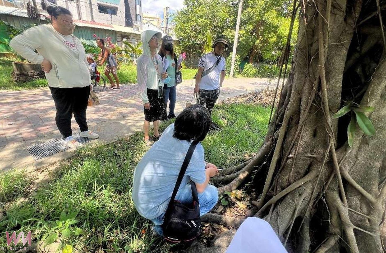 （有影片）／北港運動公園樹木罹患褐根病　公所啟動安全移除並規劃補植 - https://www.watchmedia01.com