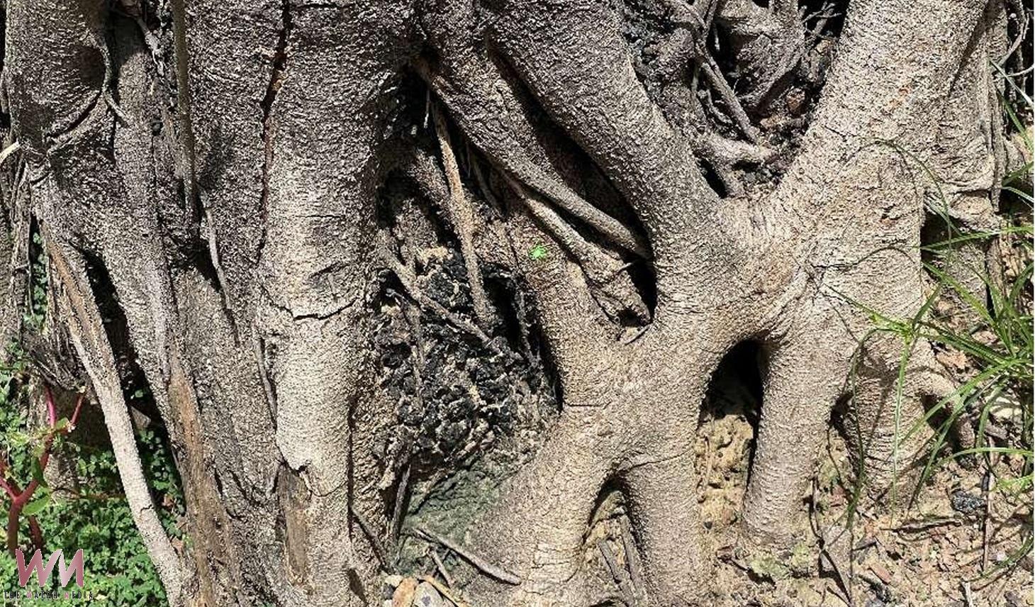 （有影片）／北港運動公園樹木罹患褐根病　公所啟動安全移除並規劃補植 - https://www.watchmedia01.com