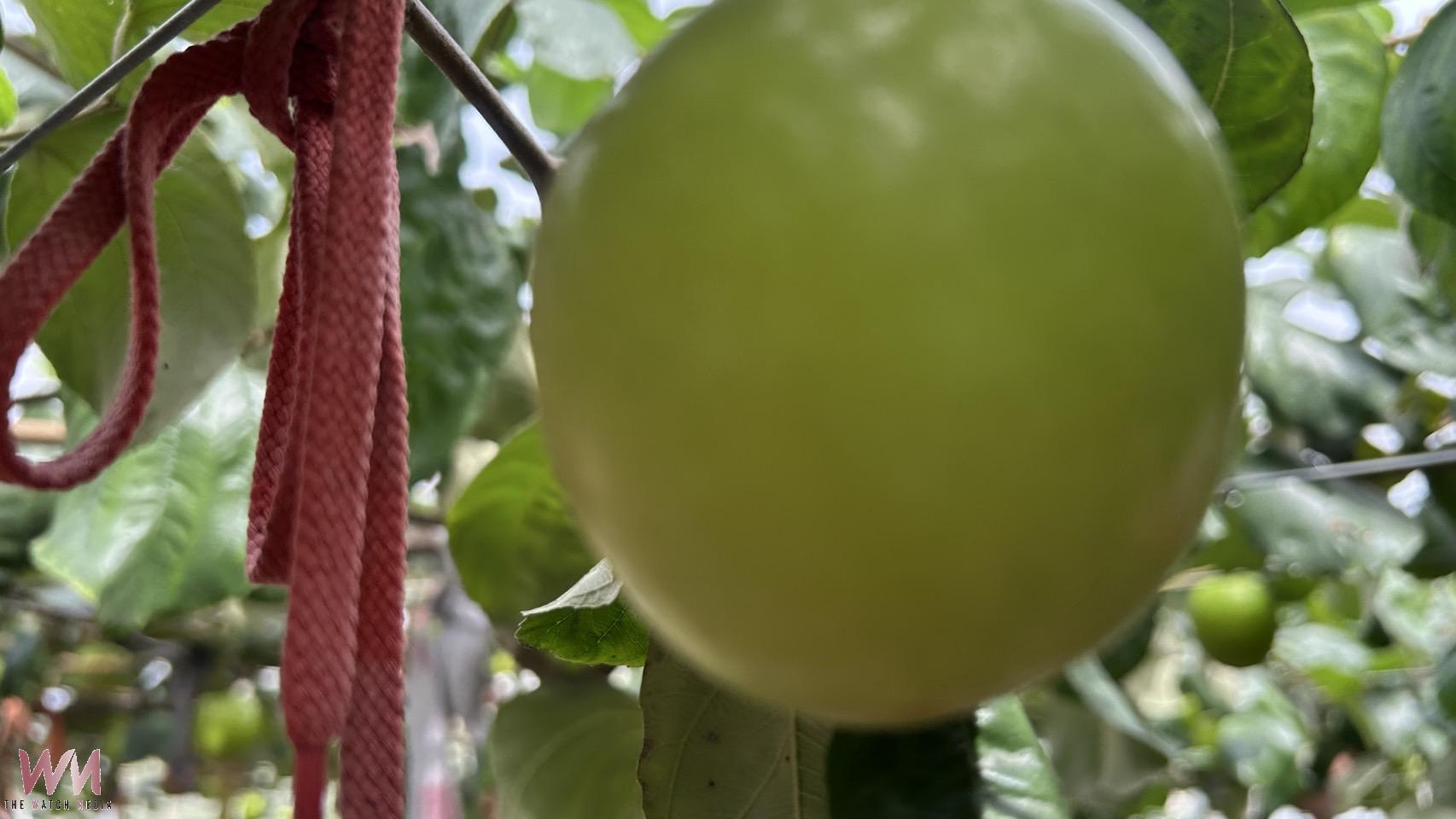 農曆年前搶鮮吃 員林蜜棗在林厝開放民眾採果 - https://www.watchmedia01.com