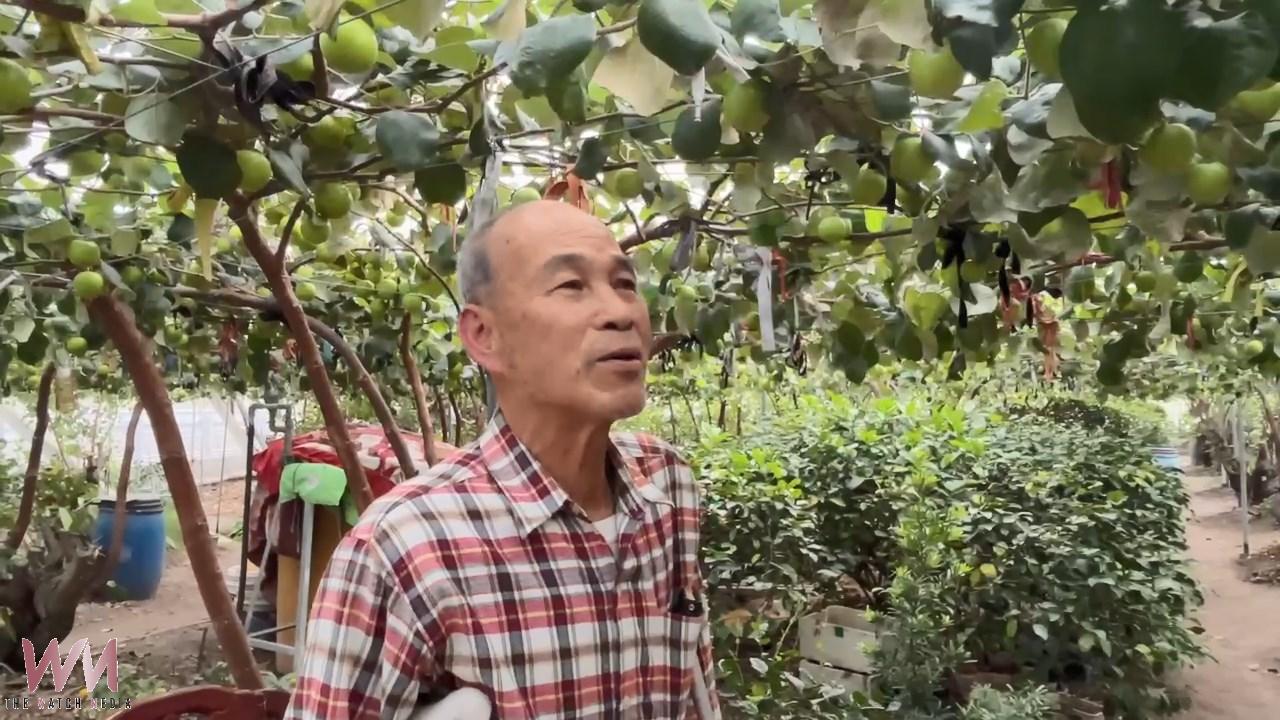 農曆年前搶鮮吃 員林蜜棗在林厝開放民眾採果 - https://www.watchmedia01.com