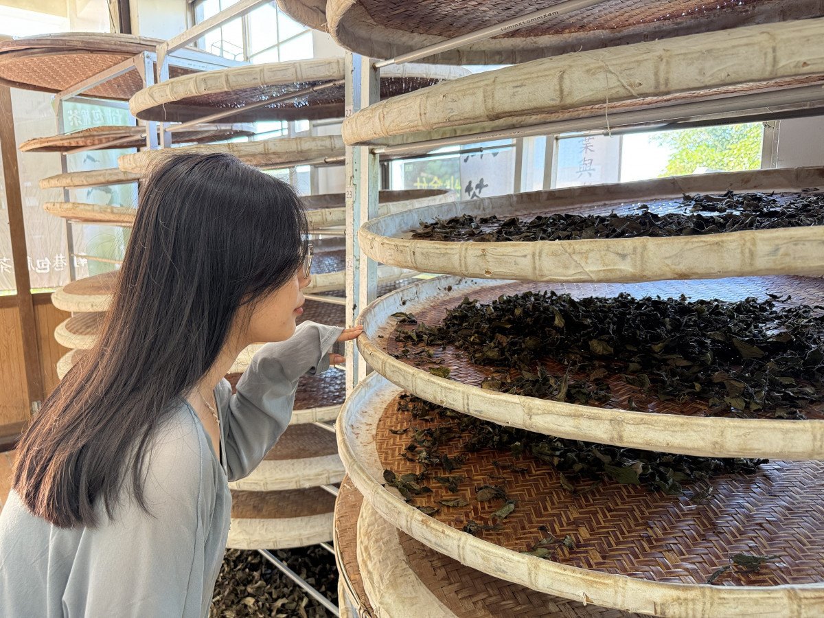 南港茶葉製造示範場(圖/台北市政府提供)