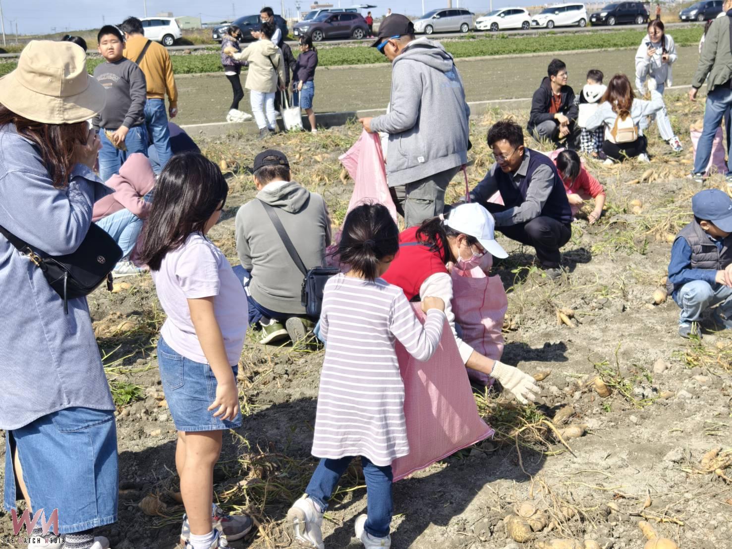 台電雲林區處連六載舉辦「親子採薯趣」 千人共襄盛舉力挺農業