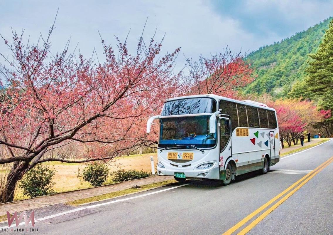 梨山-武陵農場櫻花季2月浪漫登場 中市府推賞櫻專車「台中Go」購票 - https://www.watchmedia01.com