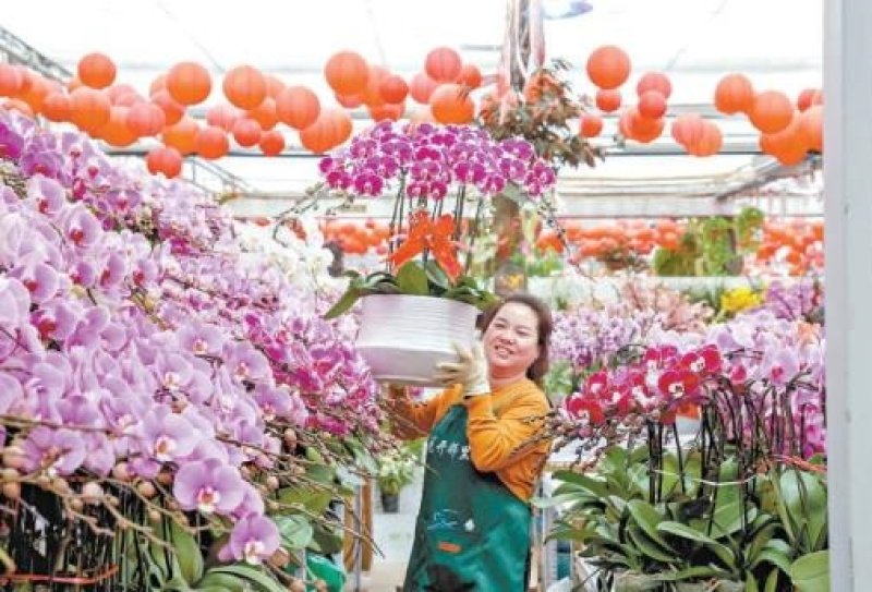 馬年春節將至 北京2100萬盆年宵花熱鬧上市