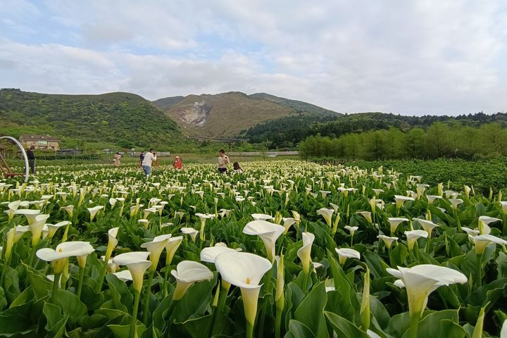 「臺北趴趴GO」新春活動開跑!來臺北慶新年、遊花海抽手機