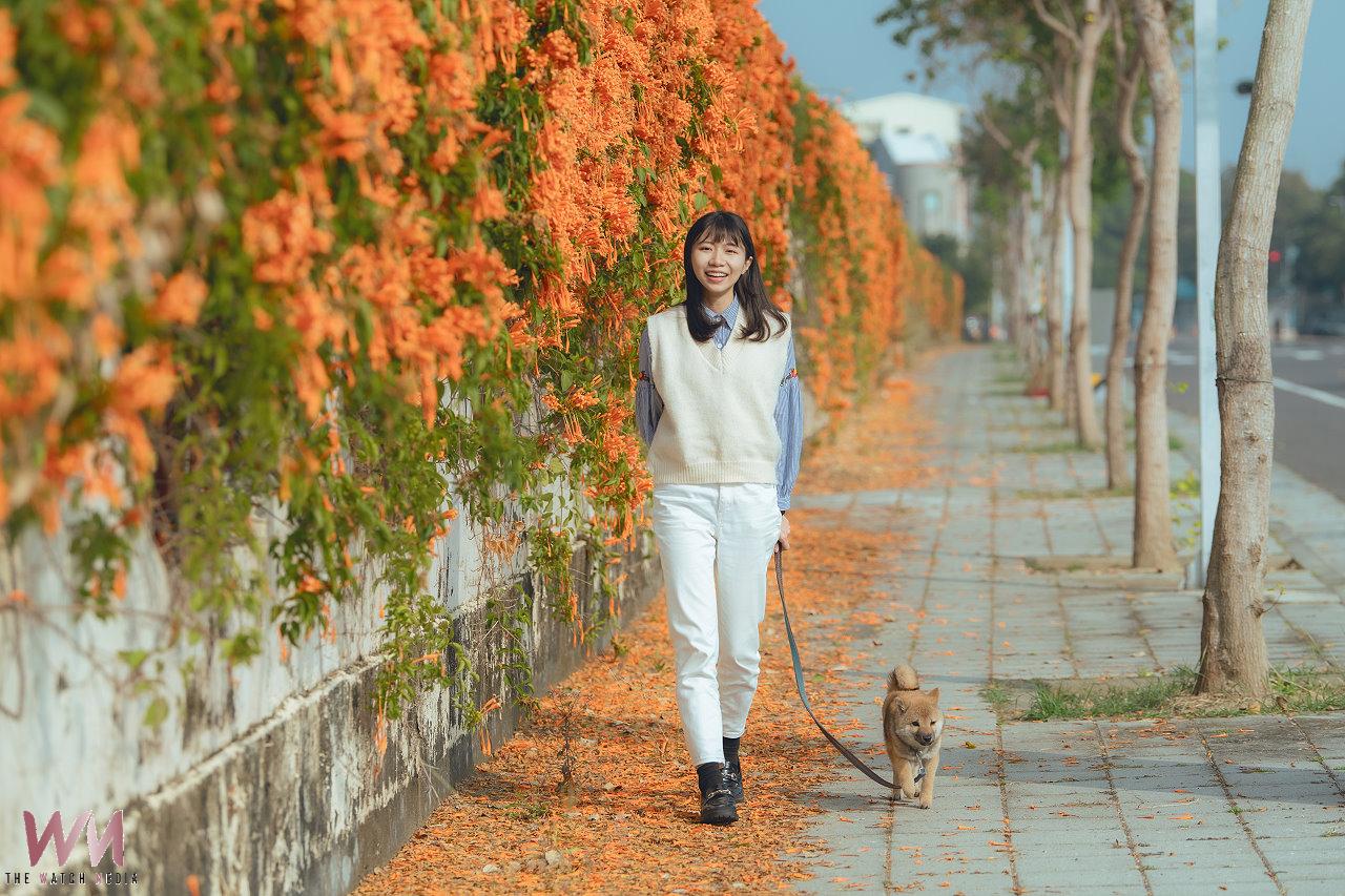 來嘉走春慢遊 農試所牆外炮仗花瀑熱情迎賓 - https://www.watchmedia01.com