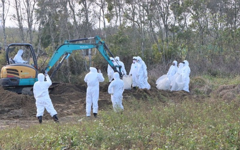 苗栗後龍外埔挖出千隻斃死雞　縣長鍾東錦震怒指示以刑案偵辦