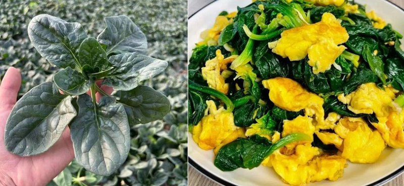 河南「趴地菠菜」北京爆紅 冬日菜籃子添綠意