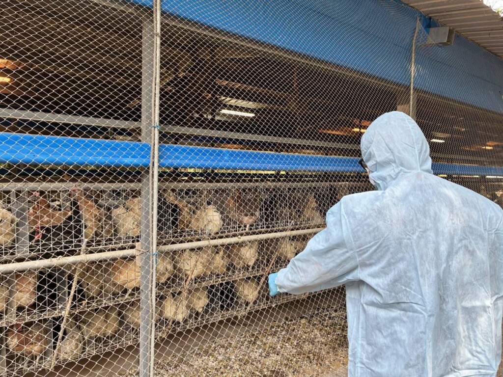 ▲新竹縣動保所加強巡查縣內養禽場狀況。