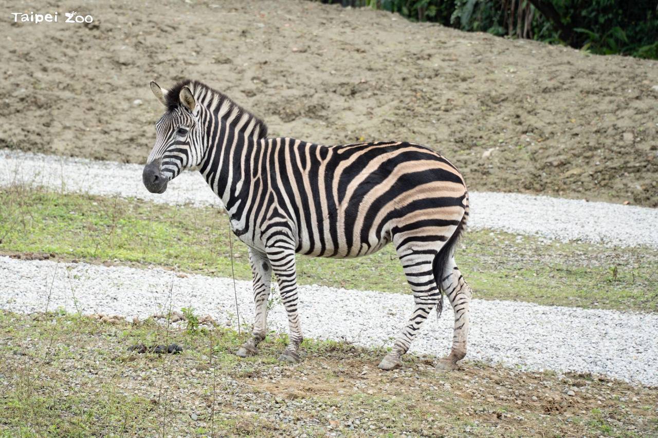 茫茫馬海誰是誰? 台北動物園斑馬日闖關拿限定徽章