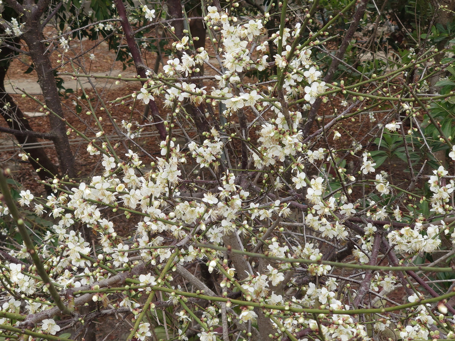冬季雪白花海!芬園鴛鴦梅盛開最佳賞花期到2月4日 - https://www.watchmedia01.com