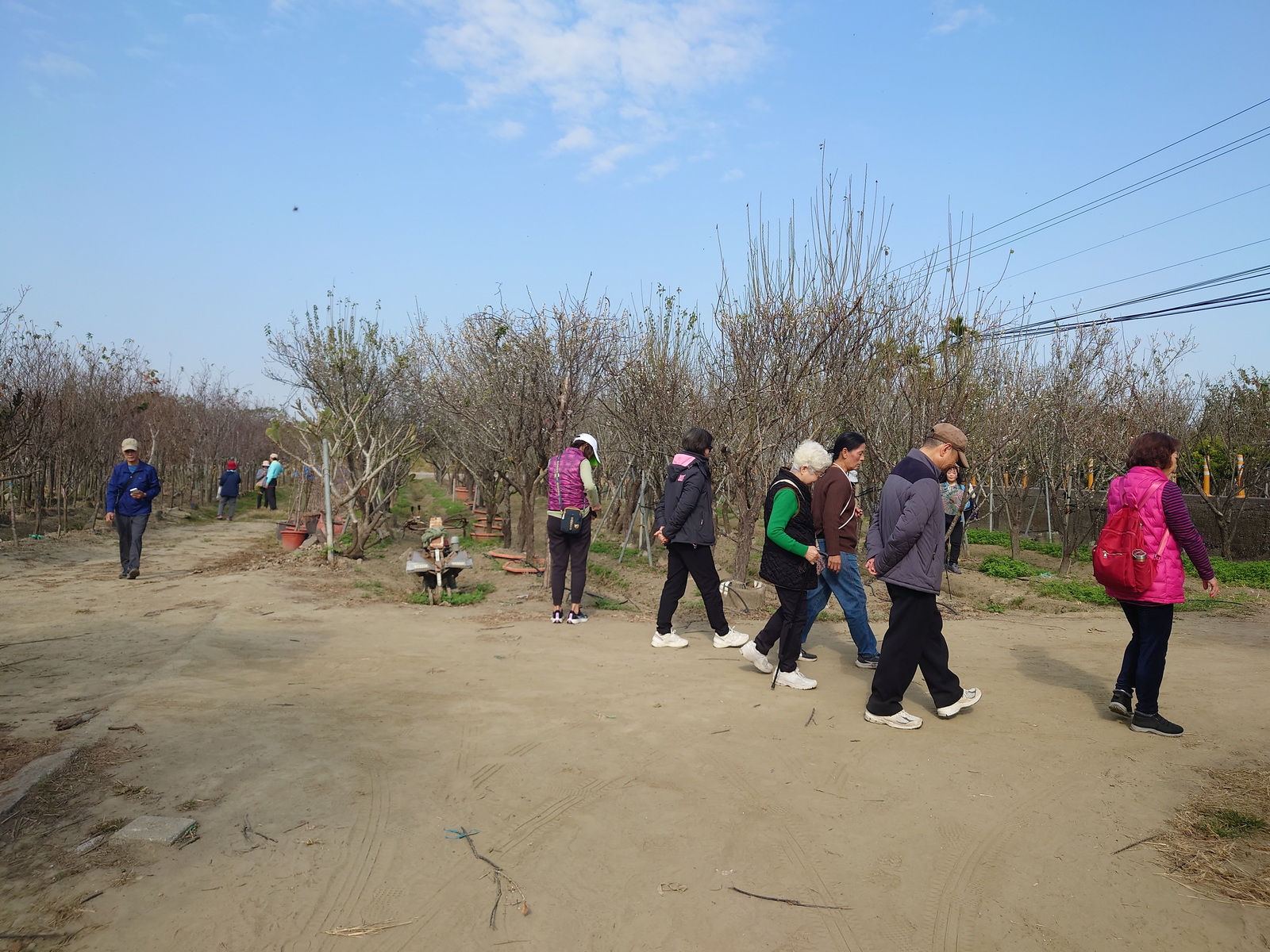冬季雪白花海!芬園鴛鴦梅盛開最佳賞花期到2月4日 - https://www.watchmedia01.com