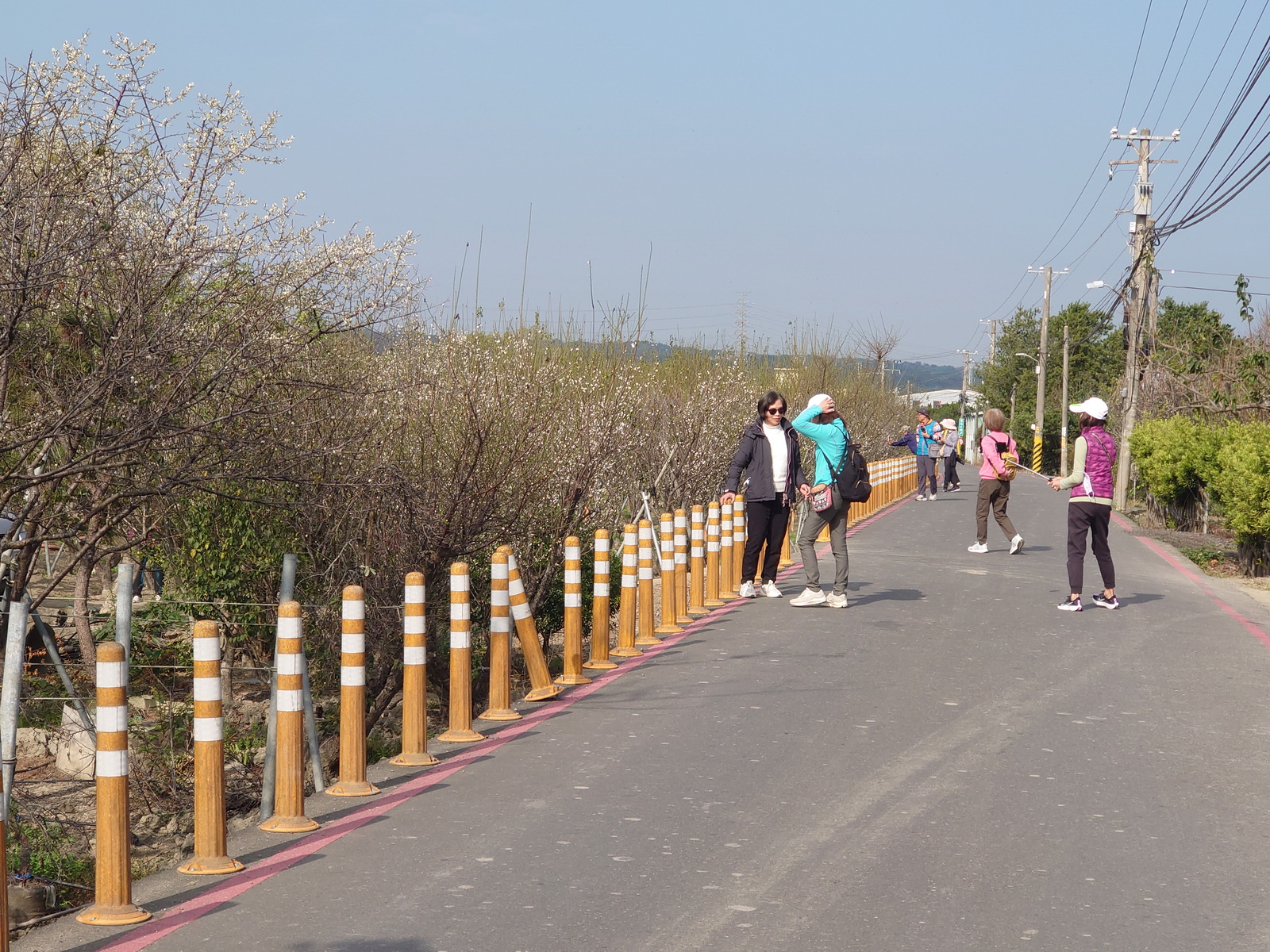 冬季雪白花海!芬園鴛鴦梅盛開最佳賞花期到2月4日 - https://www.watchmedia01.com