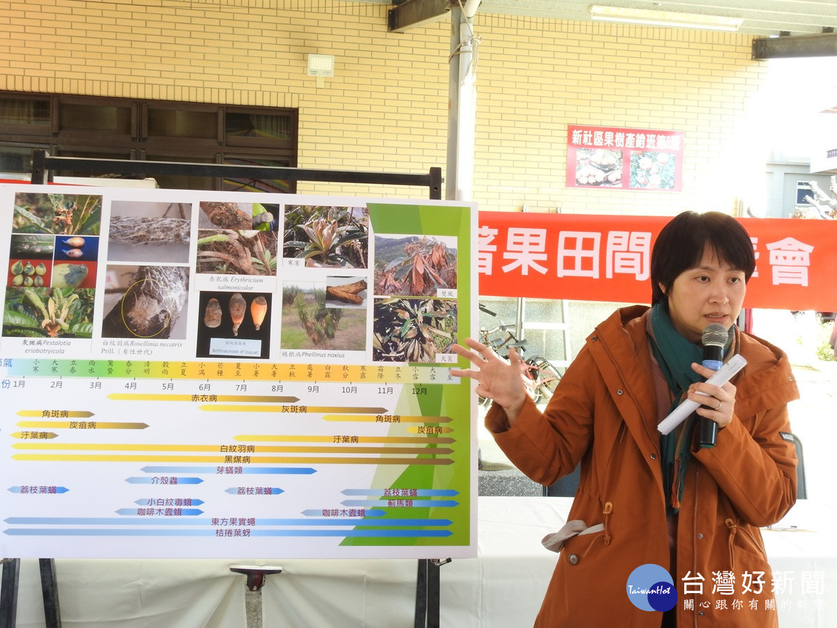 微噴霧降溫穩定開花期園區微氣候 枇杷開花結果好收成