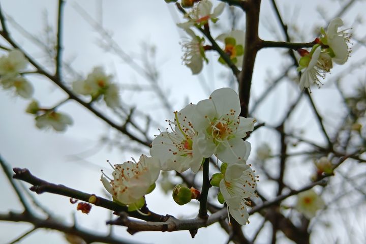 一月開春,士林區的「士林官邸公園」及「志成公園」梅樹近期陸續開花。 圖:臺北市政府工務局/提供