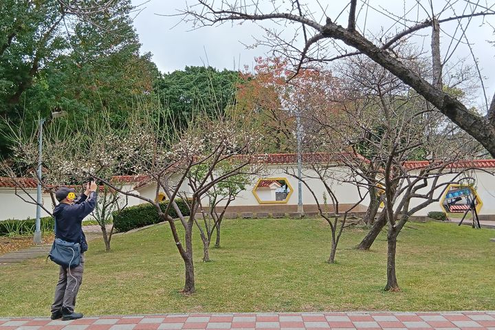寒梅報春/士林官邸與志成公園梅花陸續綻放