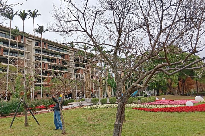 寒梅報春/士林官邸與志成公園梅花陸續綻放