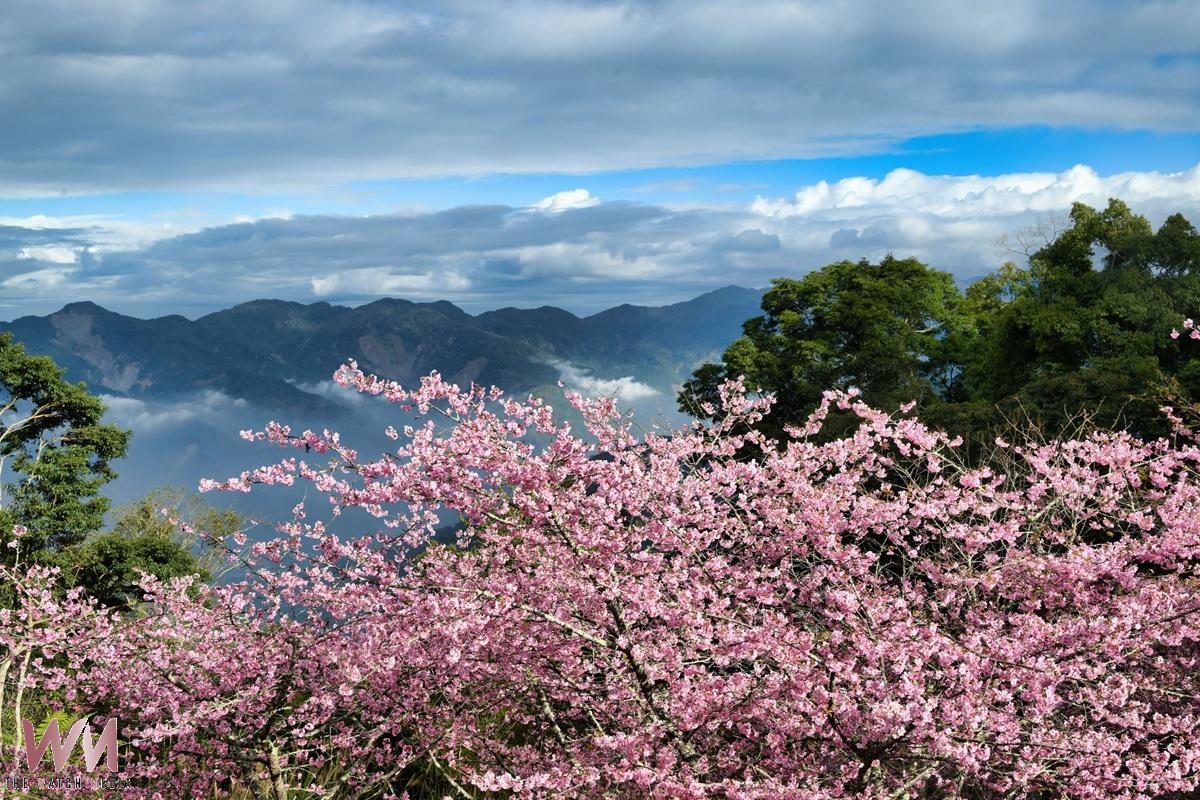 粉櫻綻放2026最早櫻花季開跑 寶山二集團絕美賞櫻仙境 - https://www.watchmedia01.com