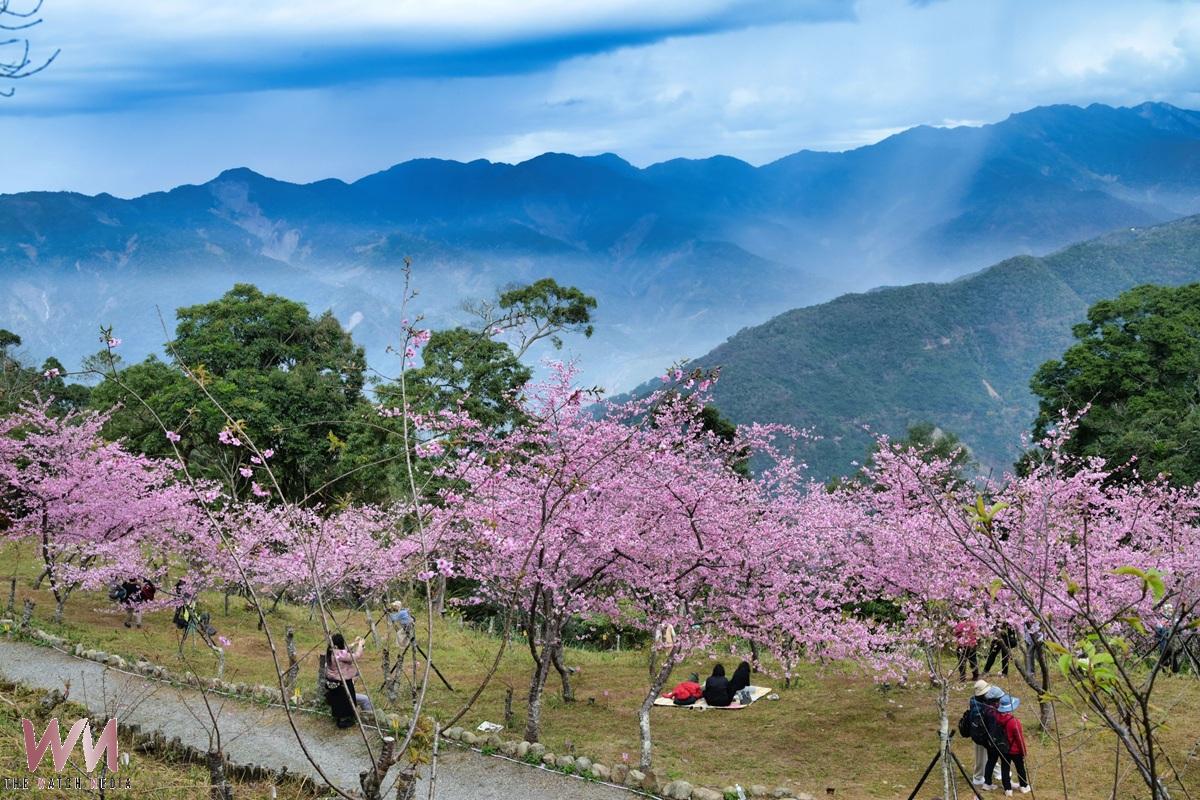 粉櫻綻放2026最早櫻花季開跑 寶山二集團絕美賞櫻仙境 - https://www.watchmedia01.com