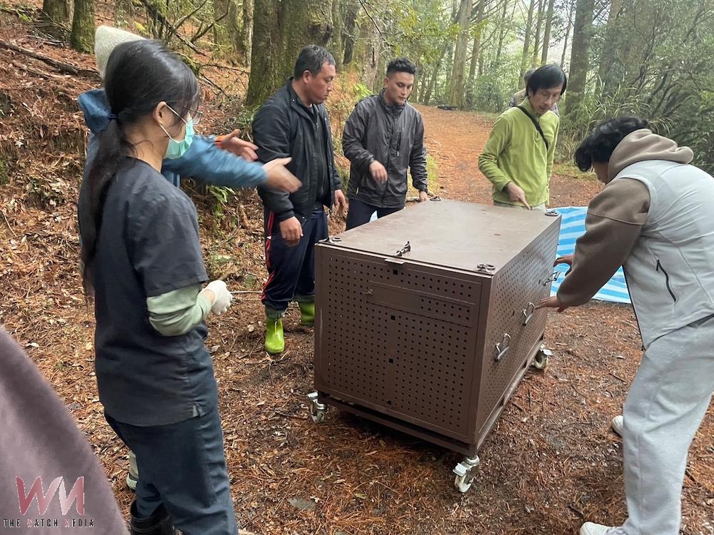 林保署攜手鄒族部落成功捕捉侵擾黑熊野放山林