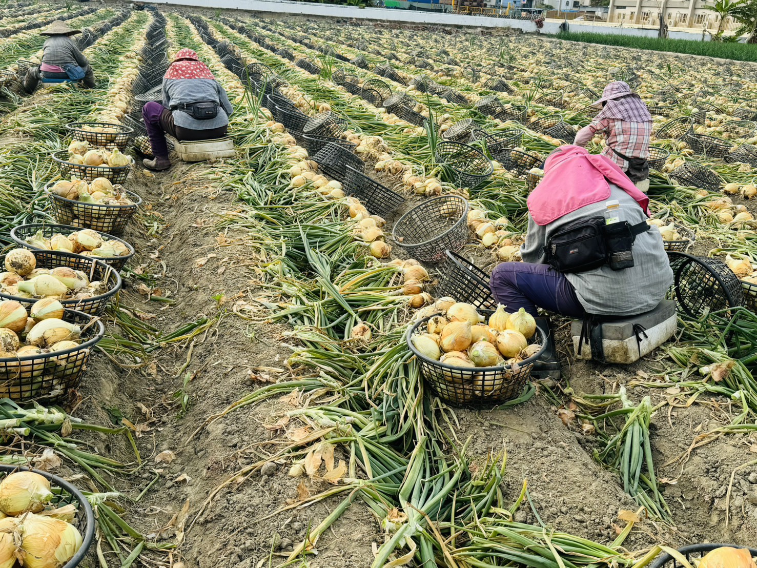 高雄林園洋蔥正式上市 即日起開放訂購 大球洋蔥鮮甜可口 即日起開放訂購