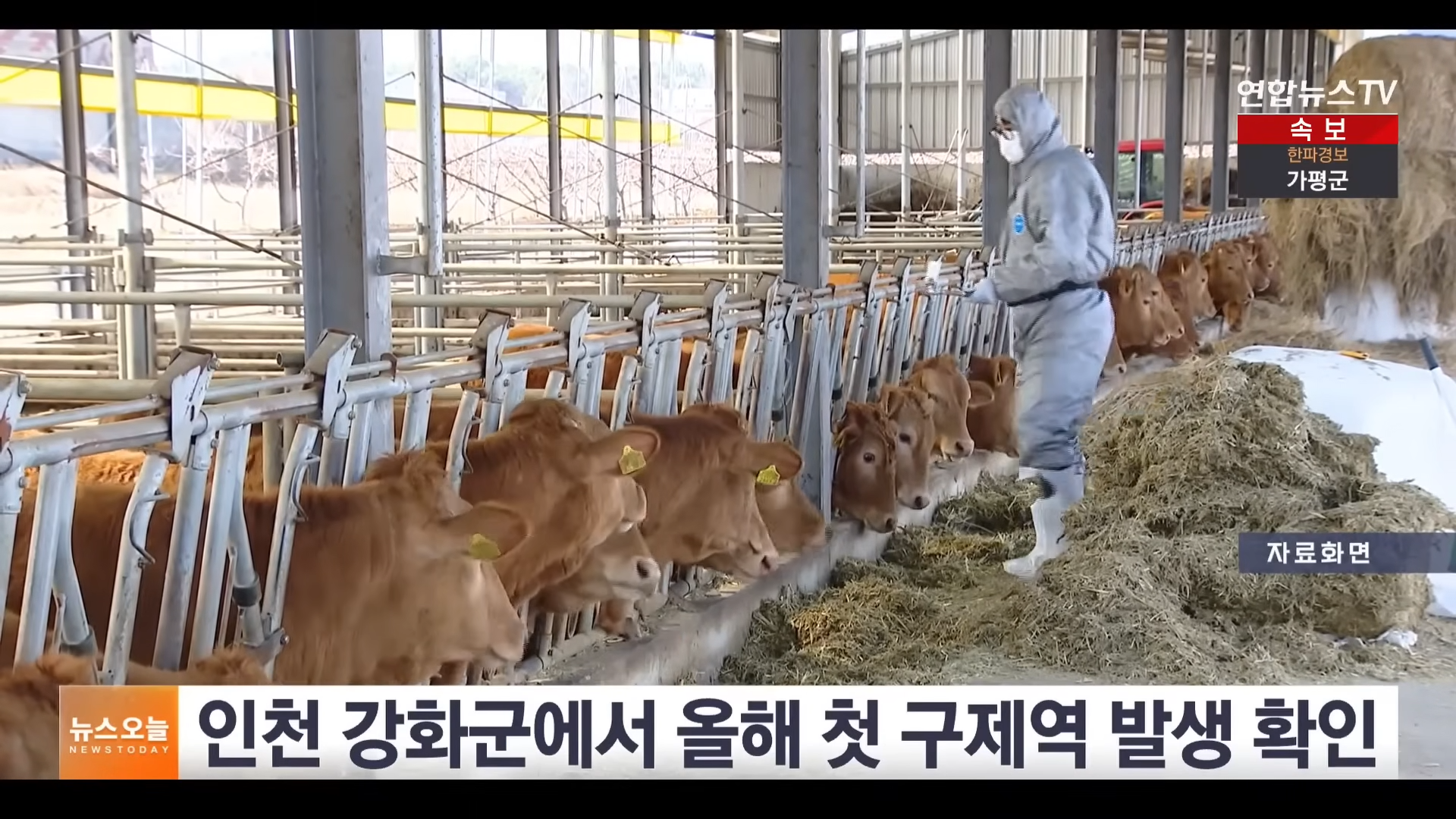 ▲韓國口蹄疫又爆了!仁川肉牛場中鏢 緊急撲殺246頭、金浦下令48小時禁移動(圖/翻攝自 YouTube/연합뉴스TV)
