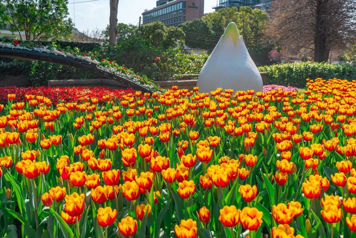春日限定的浪漫時刻 台北士林官邸鬱金香花季登場