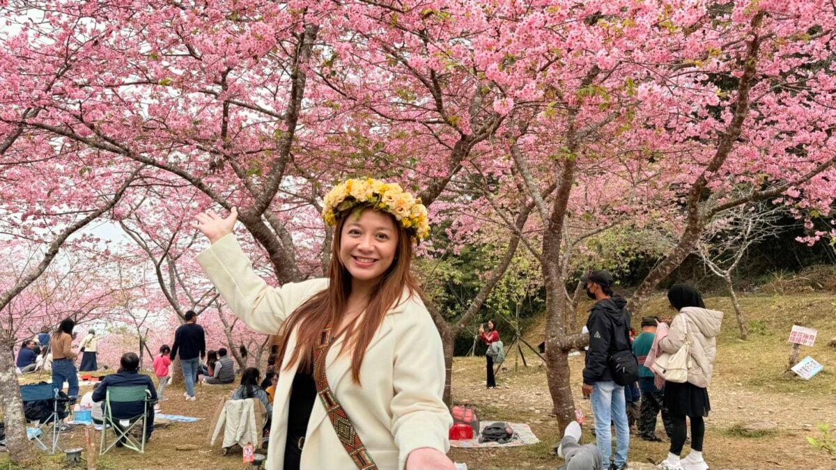 ▲高雄市原民會主委阿布斯邀請民眾一同來賞櫻,健走送好禮、攝影拚萬元,桃源櫻花季玩賞櫻新花樣。