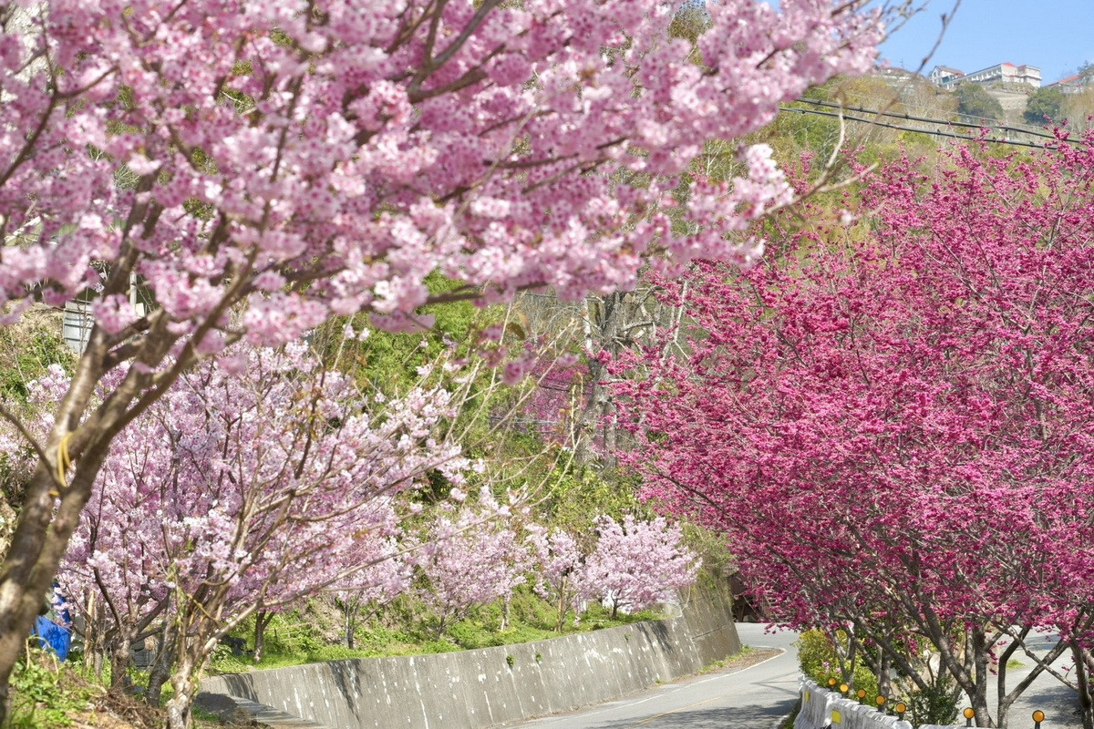 跟著賞櫻地圖慢遊北橫,粉色花海一路綻放至3月底。(去年2/20-3/9櫻花照)<br /><br />