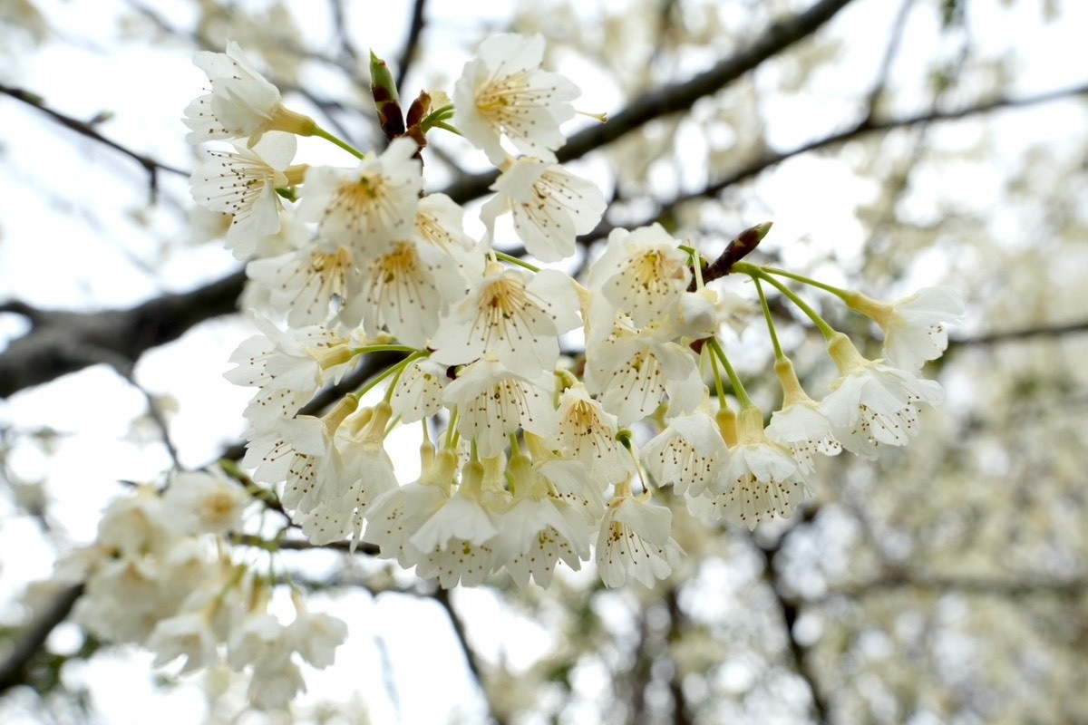 跟著賞櫻地圖慢遊北橫,粉色花海一路綻放至3月底。(去年2/20-3/9櫻花照)<br /><br />